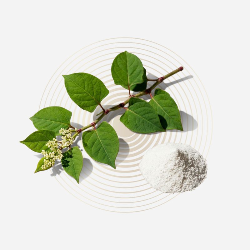 Beetroot plant and powder for natural health supplements.